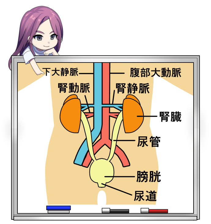 泌尿器科で扱う体の部分